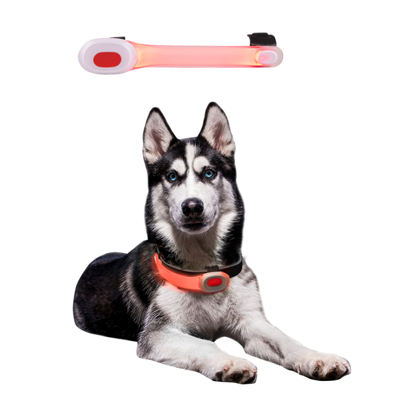 Collier pour chien avec lumières LED