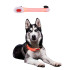Collier pour chien avec lumières LED