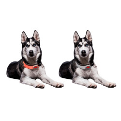 Collier pour chien mini avec lumière LED - imperméable
