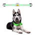 Collier pour chien avec lumières LED