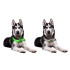 Collier pour chien maxi avec lumière LED - imperméable