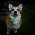 Collier pour chien maxi avec lumière LED - imperméable